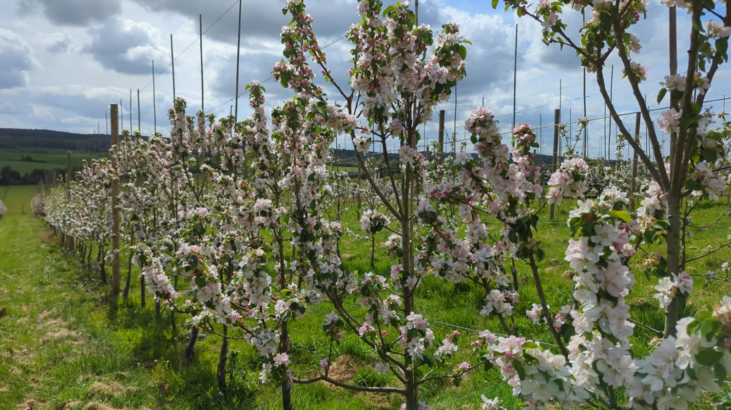 Orchard trees covered in spring blossom