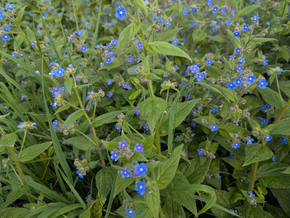Blue flowers growing around the apiary in spring