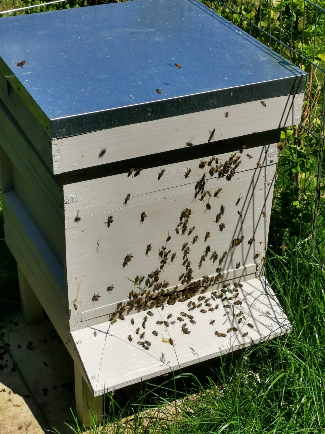 Honey bees coming and going at the entrance to a hive